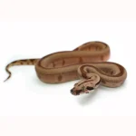Male Jungle Labyrinth 66% Possible het. Albino 50% Possible het. Anerytheristic Boa Constrictor