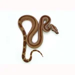 Male Jungle Labyrinth 66% Possible het. Albino 50% Possible het. Anerytheristic Boa Constrictor - Image 2