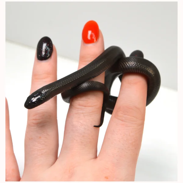 "Shade" 2024 CBB Male Mexican Black King Snake