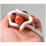 2024 Unsexed High White Albino California King Snake - Image 4