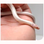 2024 Unsexed High White Albino California King Snake - Image 3