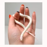 2024 Unsexed High White Albino California King Snake - Image 3