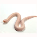 2024 Female Super Yeti Western Hognose (Heterodon nasicus)