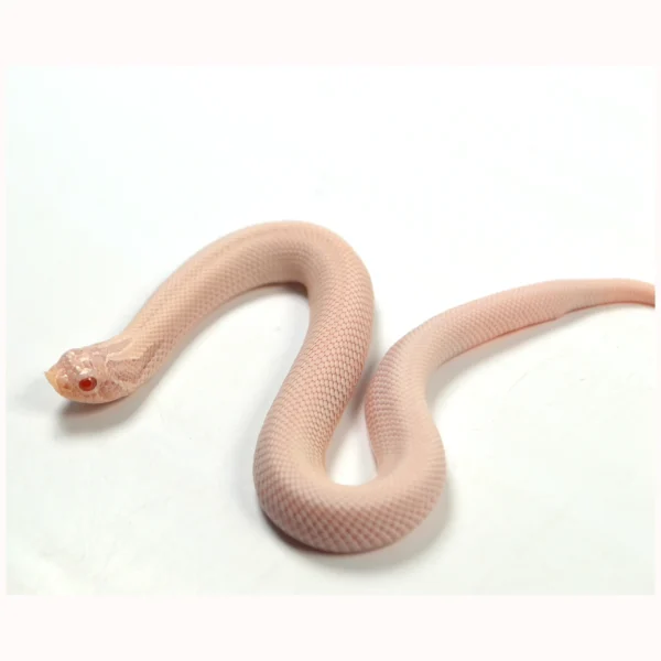 2024 Female Super Yeti Western Hognose (Heterodon nasicus)