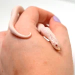 2024 Female Super Yeti Western Hognose (Heterodon nasicus) - Image 4