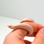 2024 Female Super Yeti Western Hognose (Heterodon nasicus) - Image 3