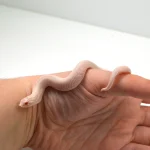 2024 Female Super Yeti Western Hognose (Heterodon nasicus) - Image 4