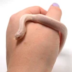 2024 Female Super Yeti Western Hognose (Heterodon nasicus) - Image 3