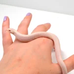 2024 Female Super Yeti Western Hognose (Heterodon nasicus)