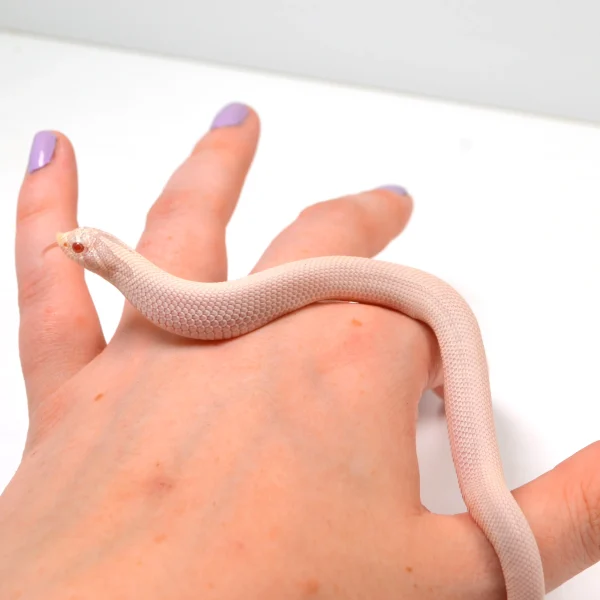 2024 Female Super Yeti Western Hognose (Heterodon nasicus)