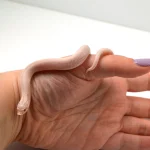 2024 Female Super Yeti Western Hognose (Heterodon nasicus) - Image 2