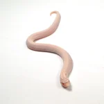 2024 Female Super Yeti Western Hognose (Heterodon nasicus) - Image 2