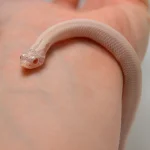 2024 Female Super Yeti Western Hognose (Heterodon nasicus)