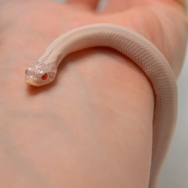 2024 Female Super Yeti Western Hognose (Heterodon nasicus)