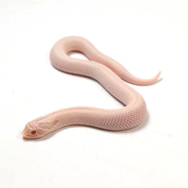 2024 Female Super Yeti Western Hognose (Heterodon nasicus)