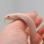 2024 Female Super Yeti Western Hognose (Heterodon nasicus) - Image 4