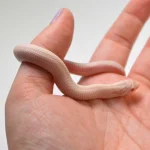 2024 Female Super Yeti Western Hognose (Heterodon nasicus) - Image 2