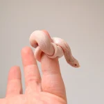 2024 Male Super Yeti Western Hognose (Heterodon nasicus) - Image 2