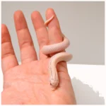 2024 Male Super Yeti Western Hognose (Heterodon nasicus) - Image 3