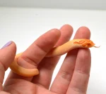 2024 Male Albino Super Conda Western Hognose (Heterodon nasicus)