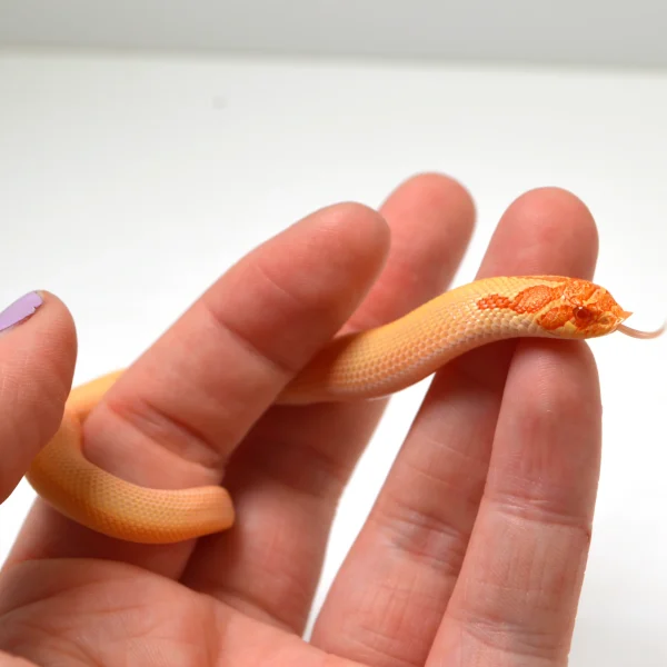 2024 Male Albino Super Conda Western Hognose (Heterodon nasicus)
