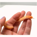 2024 Male Albino Super Conda Western Hognose (Heterodon nasicus) - Image 3