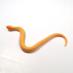 2024 Male Albino Super Conda Western Hognose (Heterodon nasicus) - Image 4