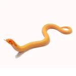 2024 Male Albino Super Conda Western Hognose (Heterodon nasicus) - Image 2