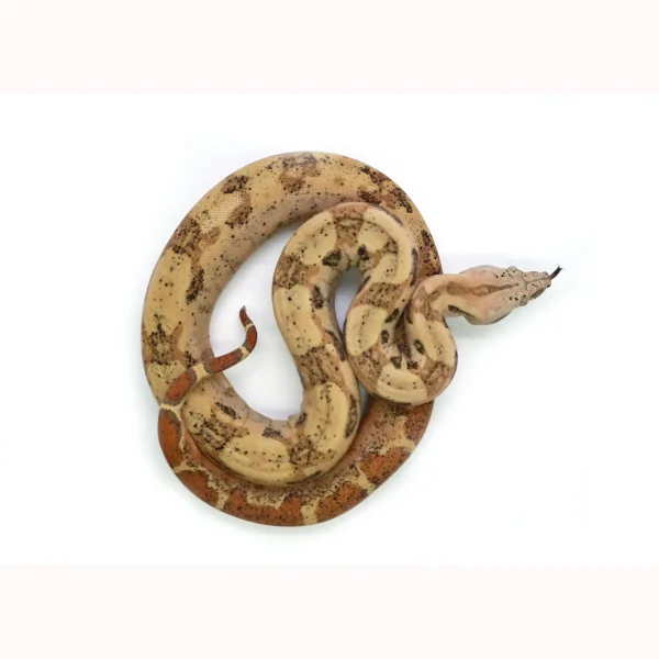 Male VPI Hypo Jungle 66% Posiible het. Blood