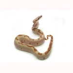 Female Jungle Labyrinth het. Albino Boa Constrictor - Image 2