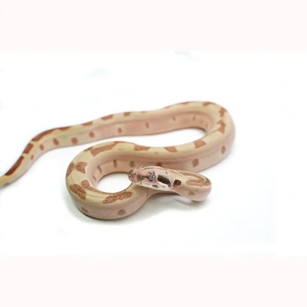 Female Jungle Labyrinth het. Albino Boa Constrictor