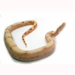 Female Sharp Super Sunglow Purple Jungle Boa Constrictor - Image 3