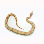 Female Sharp Super Sunglow Purple Jungle Boa Constrictor - Image 2