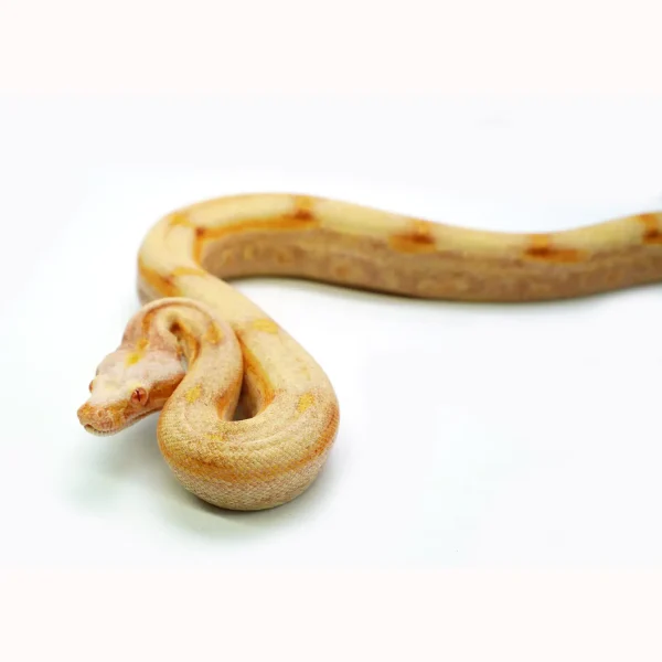 Female Sharp Super Sunglow Purple Jungle Boa Constrictor