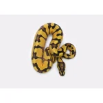 Female Pastel Orange Dream Yellowbelly het. Piebald Ball Python - Image 2