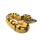 Female Pastel Orange Dream Yellowbelly het. Piebald Ball Python - Image 3
