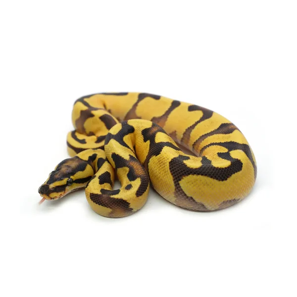 2025 Male Pastel Enchi Orange Dream Yellowbelly het. Piebald Ball Python