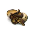 Male Clown Fire Ball Python