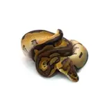 Male Clown Fire Ball Python