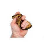 Male Clown Fire Ball Python - Image 4
