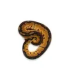 Male Clown Fire Ball Python - Image 2
