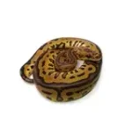 Female Clown Spotnose Leopard Red Stripe Ball Python - Image 2