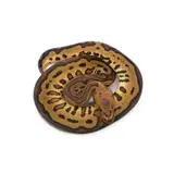 Female Clown Spotnose Leopard Red Stripe Ball Python