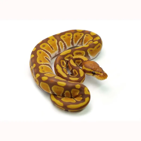 Female Ultramel Ball Python