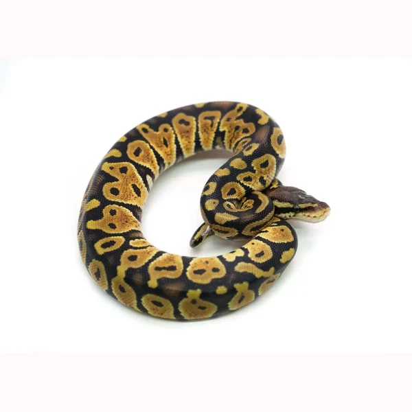 Female Pastel het. Ultramel Ball Python