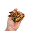 Male Clown Fire Ball Python - Image 3