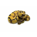 2025 Male Pastel Enchi Orange Dream Yellowbelly het. Piebald Ball Python - Image 3