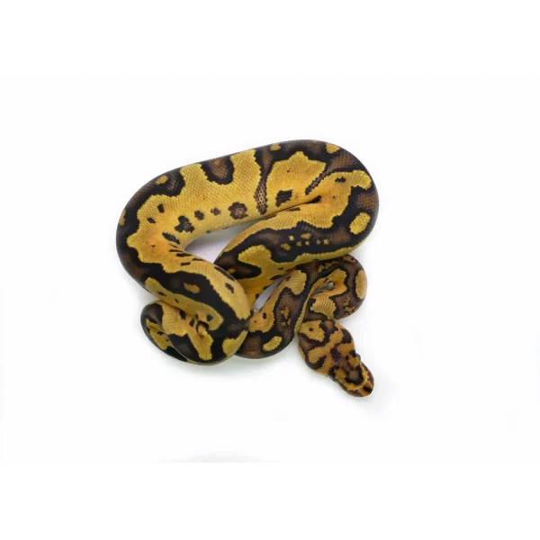 2025 Female Clown Gene-X Fire Ball Python