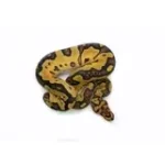 2025 Female Clown Gene-X Fire Ball Python - Image 3