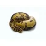 2025 Female Clown Gene-X Fire Ball Python - Image 2